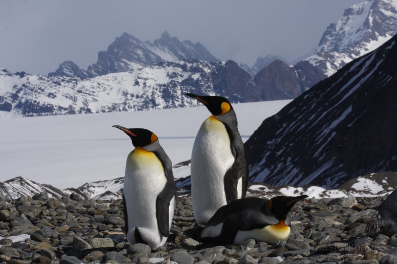 IMG_4278c.jpg - King Penguin (Aptenodytes patagonicus)